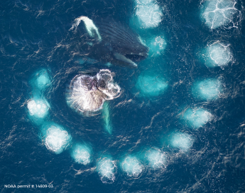 Dave Johnson drone photo of whale feeding behavior